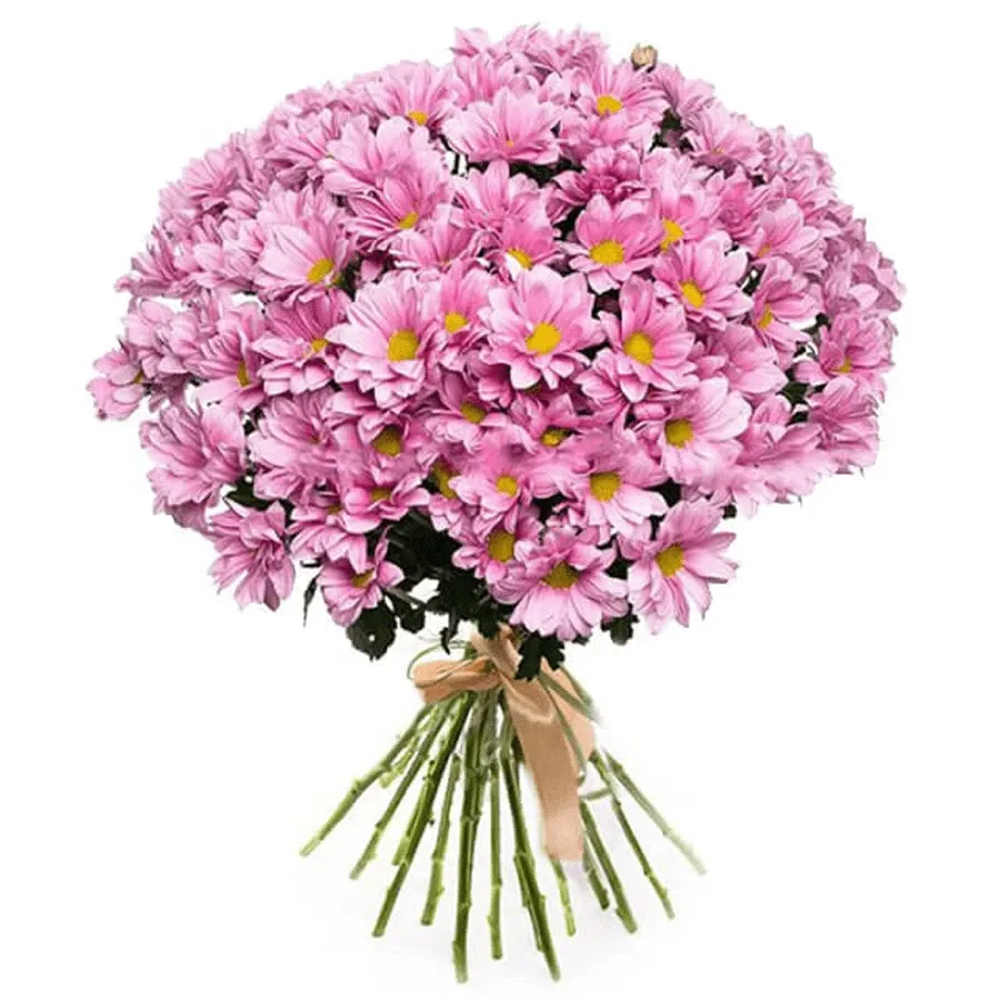 Хризантема ромашковая розовая