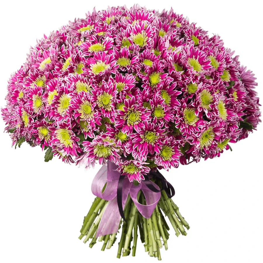 Хризантема кустовая сиреневая
